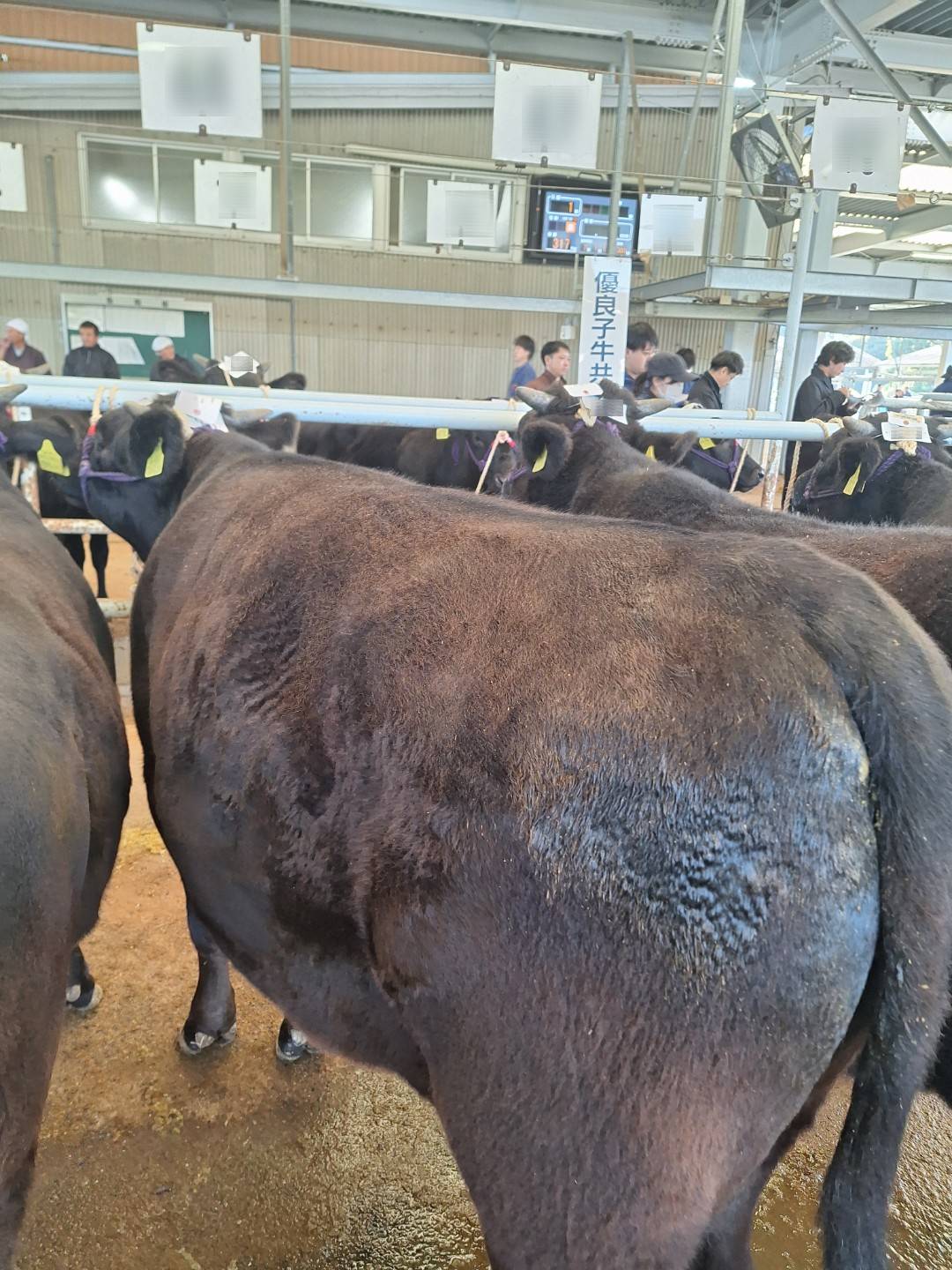 令和7年11月　矢板家畜市場子牛セリ